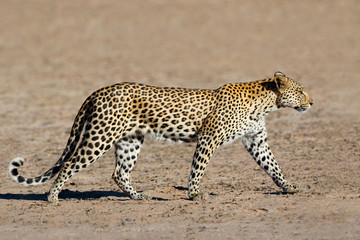 Obraz premium Leopard (Panthera pardus) Walking, pustynia Kalahari, RPA