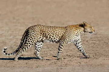 Foto auf Acrylglas Leopard (Panthera Pardus) Wandern, Kalahari-Wüste, Südafrika © EcoView