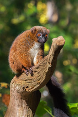 Adult female red-bellied lemur on a tree
