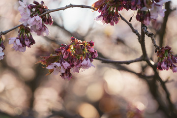 Tender sakura cherry tree blossom in spring morning