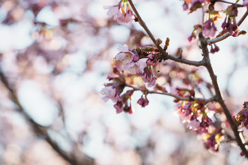 Tender sakura cherry tree blossom in spring morning