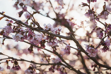 Tender sakura cherry tree blossom in spring morning