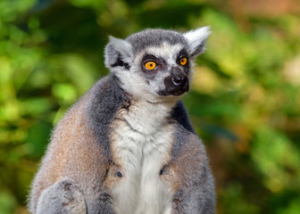 Portrait of an adult male lemur katta on a green background