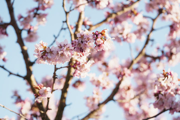Tender sakura cherry tree blossom in spring morning
