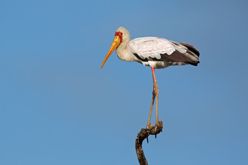 Yellow-billed stork (Mycteria ibis) perched on a branch, Kruger National Park, South Africa
