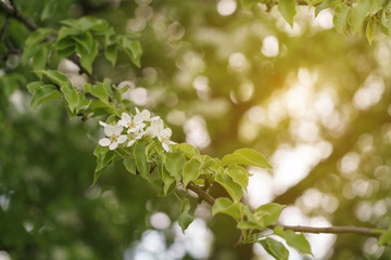 closeup of blossoming apple tree with white flowers in a garden