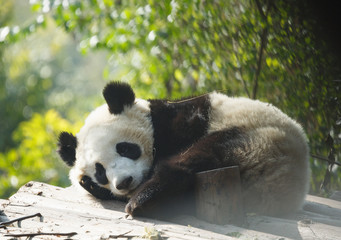 A baby panda lies sleeping