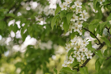 closeup of blossoming apple tree with white flowers in a garden