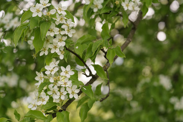 closeup of blossoming apple tree with white flowers in a garden