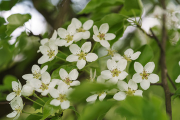 closeup of blossoming apple tree with white flowers in a garden