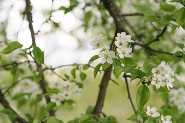 closeup of blossoming apple tree with white flowers in a garden