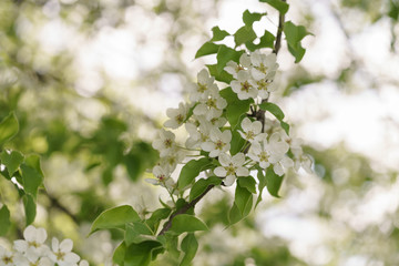 closeup of blossoming apple tree with white flowers in a garden