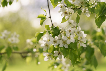 closeup of blossoming apple tree with white flowers in a garden