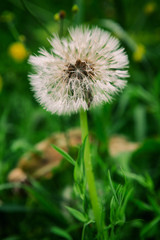 Closeup of a fluffy dandelion