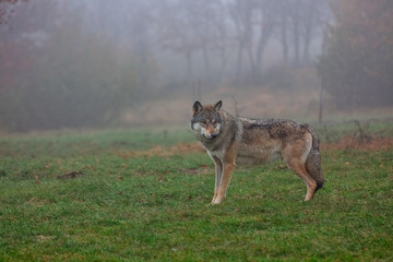 European gray wolf