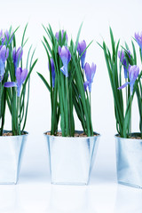 Blumen im Topf vor weissem Hintergrund