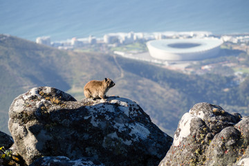 Blick vom Tafelberg auf Fußballstadion in Kapstadt © joegast