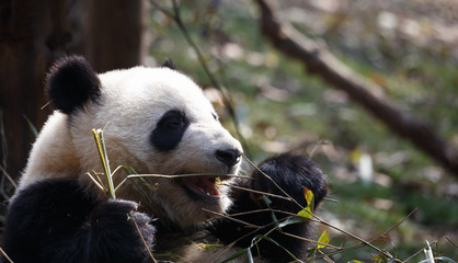 A lovely panda is eating bamboo