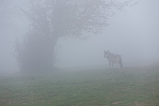 European gray wolf