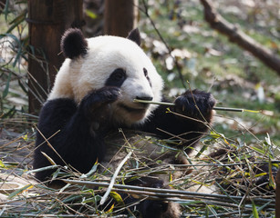 Obraz premium A lovely panda is eating bamboo