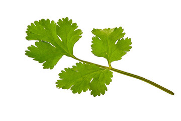 Fresh green parsley isolated on white background