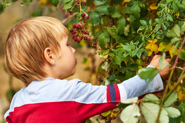 the boy collects the blackberry