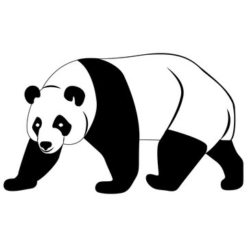 Vector image of a panda bear silhouette on a white background