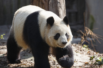 Obraz premium A giant panda is walking in the outdoor