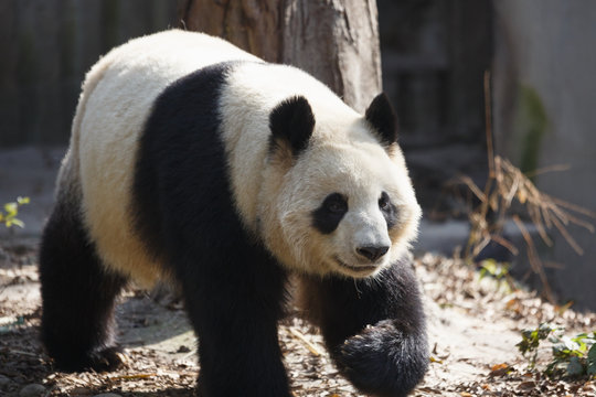 A giant panda is walking in the outdoor