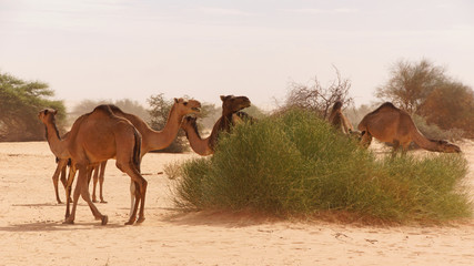 grazing camels in the desert