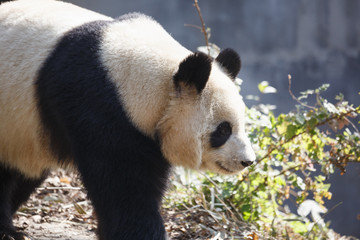 A giant panda is walking in the outdoor