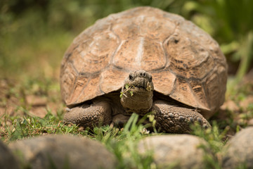 Schildkröte beim Fressen