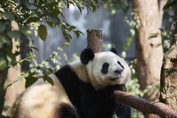 A giant panda is sleeping in the sun.