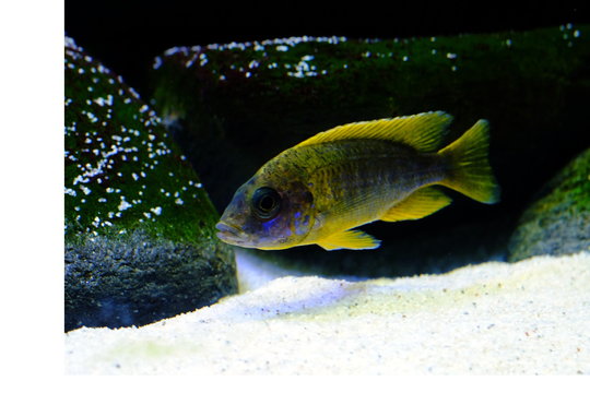 Malawi cichlid colorful fish