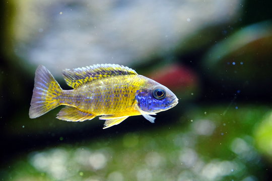Malawi cichlid colorful fish