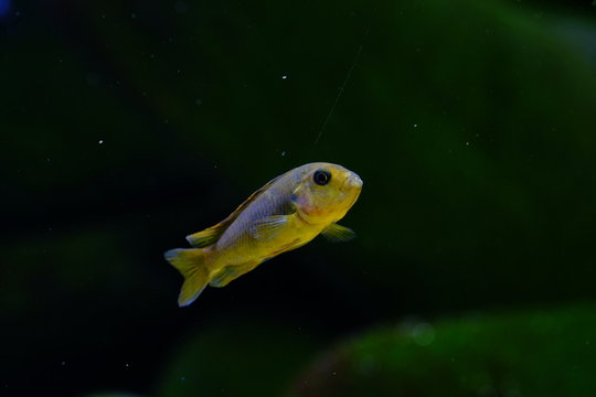 Malawi cichlid colorful fish