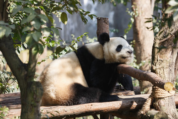 A giant panda is sleeping in the sun.