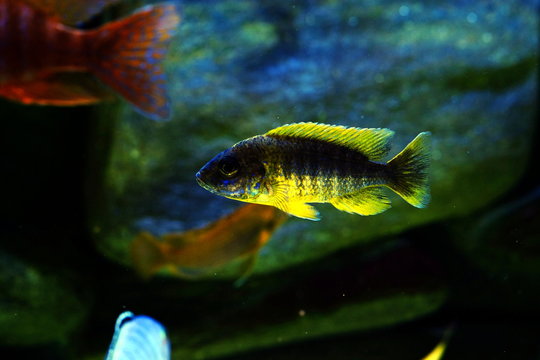 Malawi cichlid colorful fish