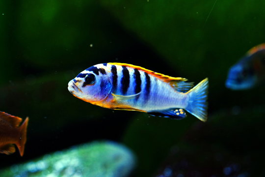 Malawi cichlid colorful fish