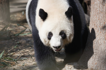 Fototapeta premium A giant panda's head close-up, a happy expression,