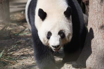 A giant panda's head close-up, a happy expression,