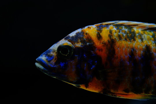 Malawi cichlid colorful fish
