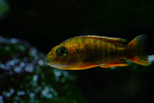 Malawi cichlid colorful fish