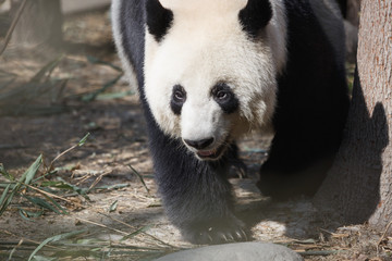 Fototapeta premium A giant panda's head close-up, a happy expression,