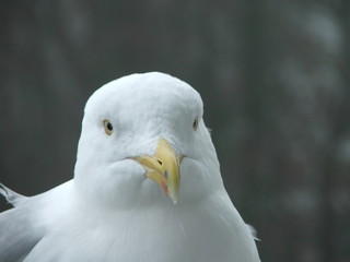mewa, seagull