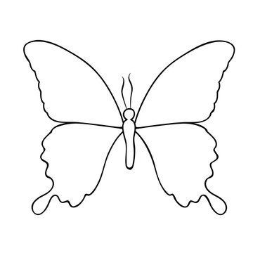 schmetterling blanko