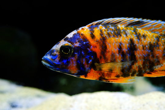 Malawi cichlid colorful fish
