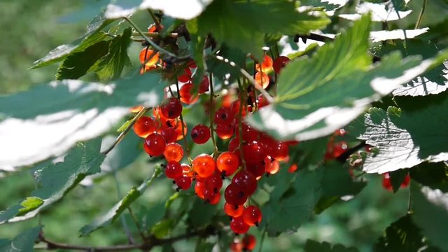 Red Ribes rubrum berries on the plant close-up HD footage - The redcurrant deciduous shrub fruit natural shallow video static camera