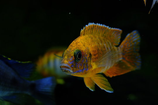 Malawi cichlid colorful fish