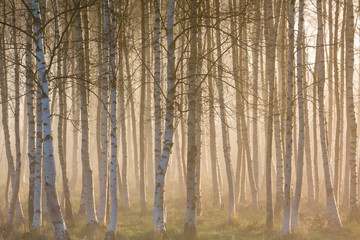 Misty morning in birch forest